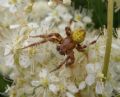 Araneus quadratus